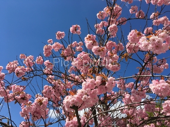 F-0009, Cherry-blossom-1