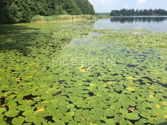 F-0014, Floating-leafs-2