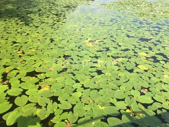 F-0015, Floating-leafs-3