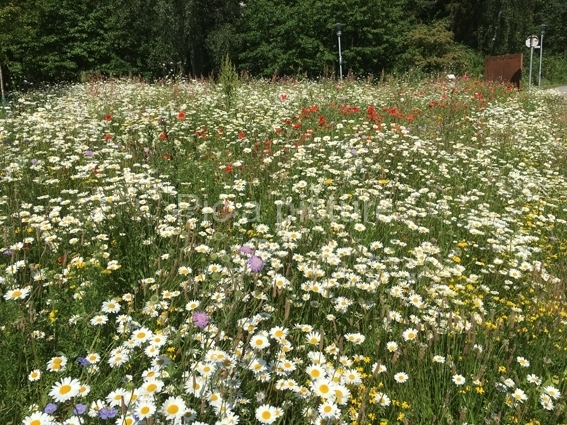 F-0016, Flower-field