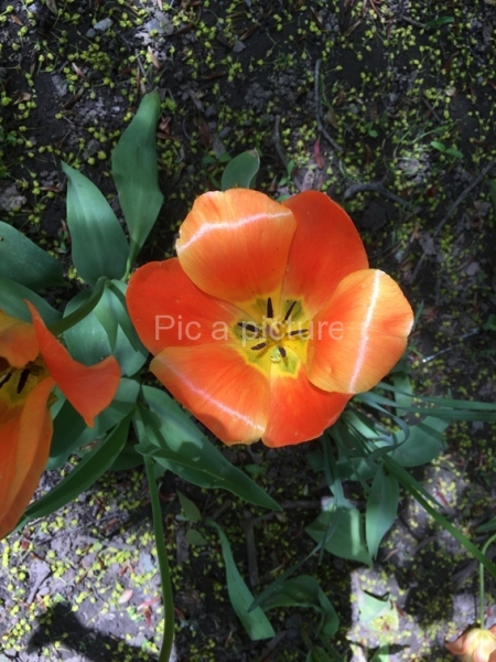 F-0020, Orange-flower