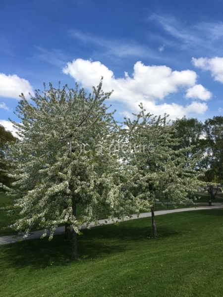 F-0023, White-tree-1